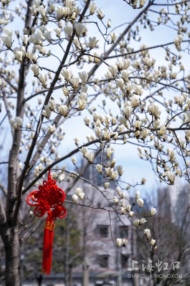 抬头看白玉兰，还能登顶“白玉兰”！虹口的春天太会了！