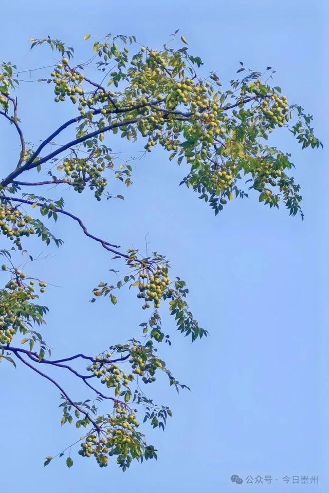 速来→崇州正上演初冬金色浪漫大片！