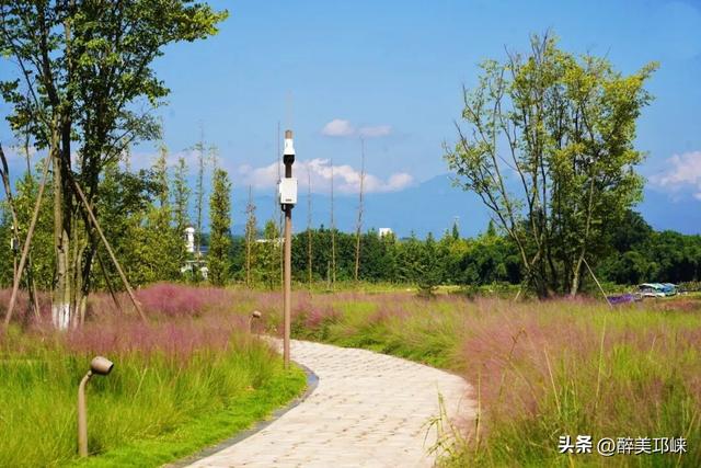 花漾邛州 | 秋日限定美景，粉黛登场！