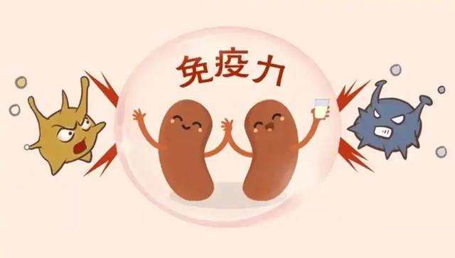 鹅肉立大功！中科院研究发现：鹅肉可促进免疫细胞再生