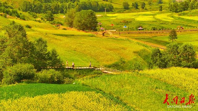 金色海浪涌山间!大同市浑源千亩油菜花“燃爆”夏日朋友圈~