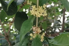 你知道吗？香气飘飘的桂花树，其实也是可以入药的。图片