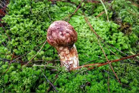 【春城18时周刊】短信来了！这是一份独属于云南人的捡菌之旅图片