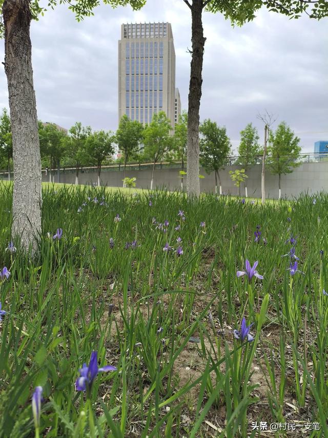 公园绿树成荫，路边花草芬芳，行人休闲漫步，享受快乐时光