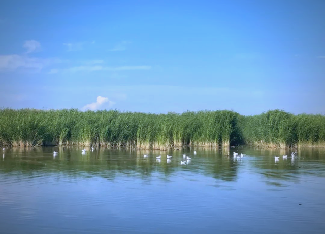 精彩推荐｜李德锋：乌梁素海见闻（散文）