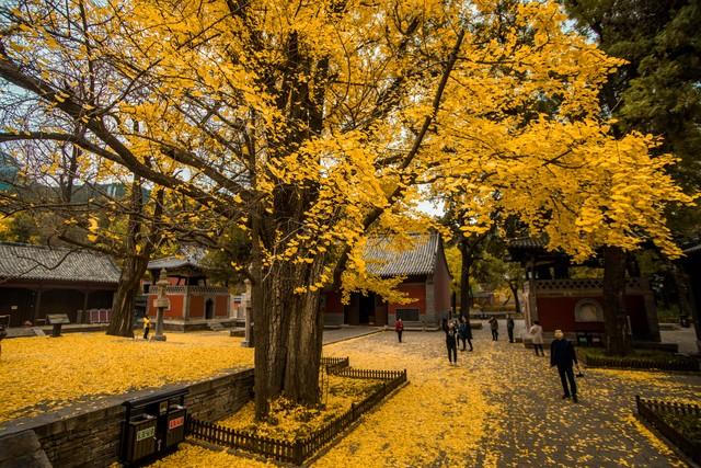 不藏了，济南5个红叶仙 境，最后一个美到词穷！