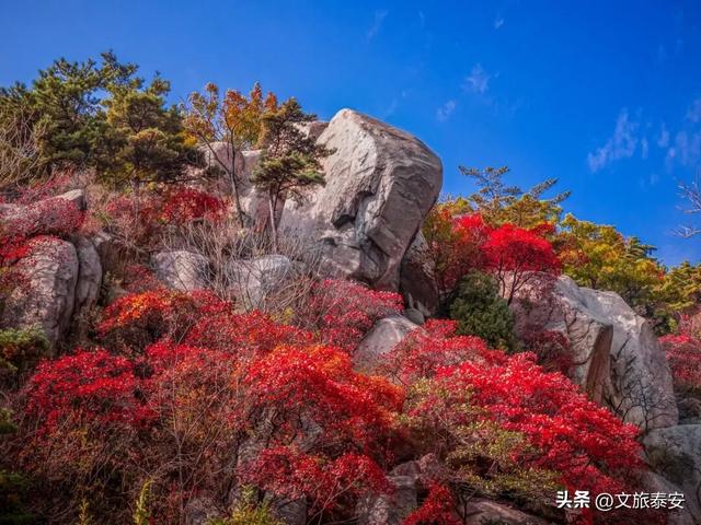 从栾树到彩林，每一步都是心动！新甫山向你发出赏秋邀请函~