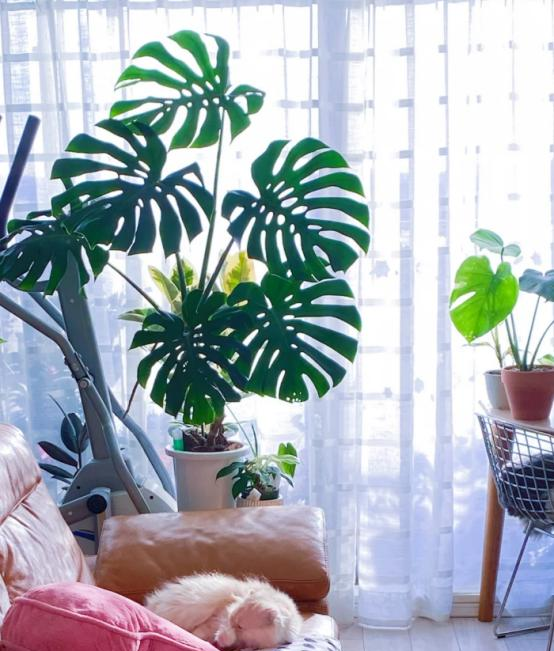 河北一户人家，因“龟背竹客厅”而走红	，真壮观，妥妥的视觉盛宴