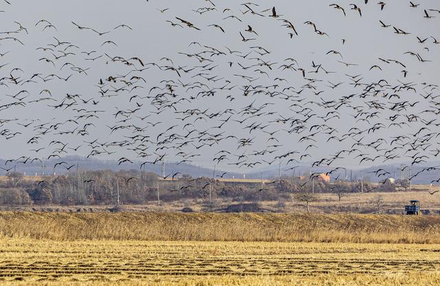 “乌秧乌秧”超壮观！“天上来客”为珲春送来限时美景