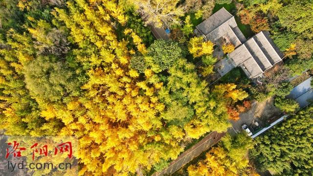 多彩园林 扮靓洛城