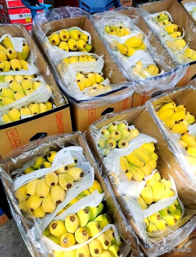你家香蕉总烂一根？别再自责了！揭秘从果园到餐桌的“保鲜大战	”