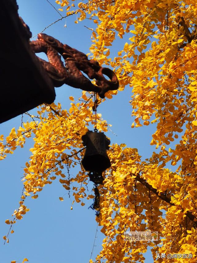 银杏黄了，自贡天池寺秋意登场！