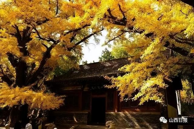 “刷爆”山西人朋友圈的金色，谁看谁心动