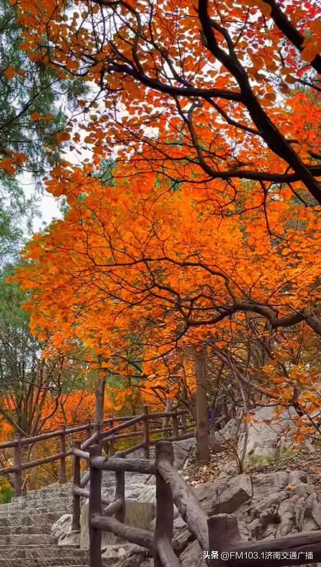 公园景区秋色图鉴，这几处必打卡