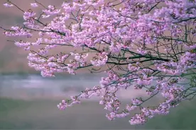 淡然度余生，万事不过心图片