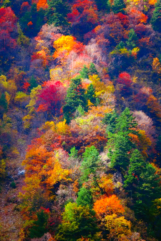 中国彩林第一县！黑水的美镜头不足以描绘！