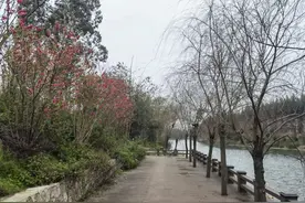 桂林此处将重现“十里桃花”图片