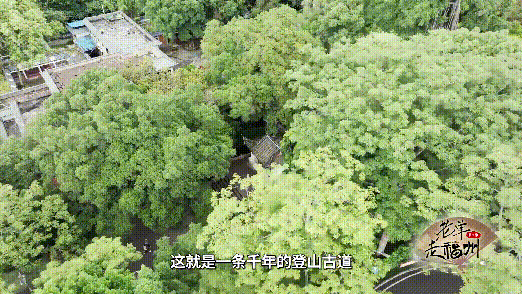 《老单走福州》第二季上线！这一站，鼓山！