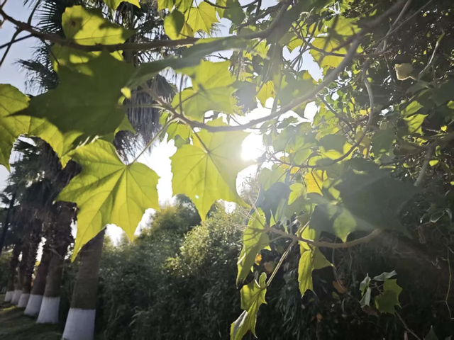 抬头！在寒冷的冬天再欣赏欣赏科院的秋吧