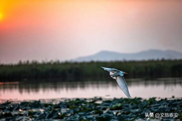 千万别在秋天来泰安，不然真的很难戒断