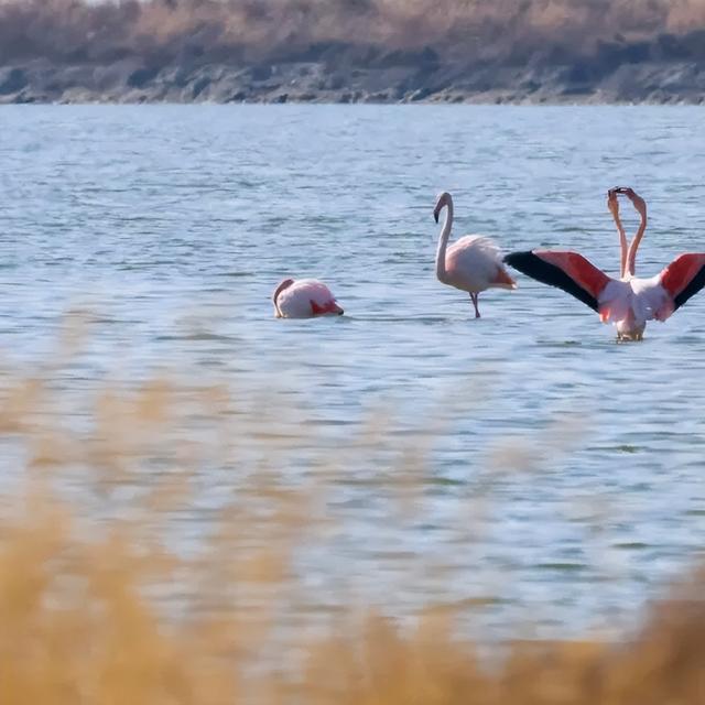 全员在岗！雪景+粉羽精灵，运城冬日限定美景你不来吗？