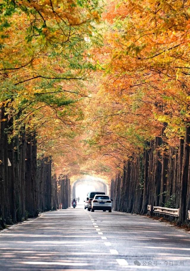 出片率100%！为崇州这些高颜值路连发三天朋友圈！