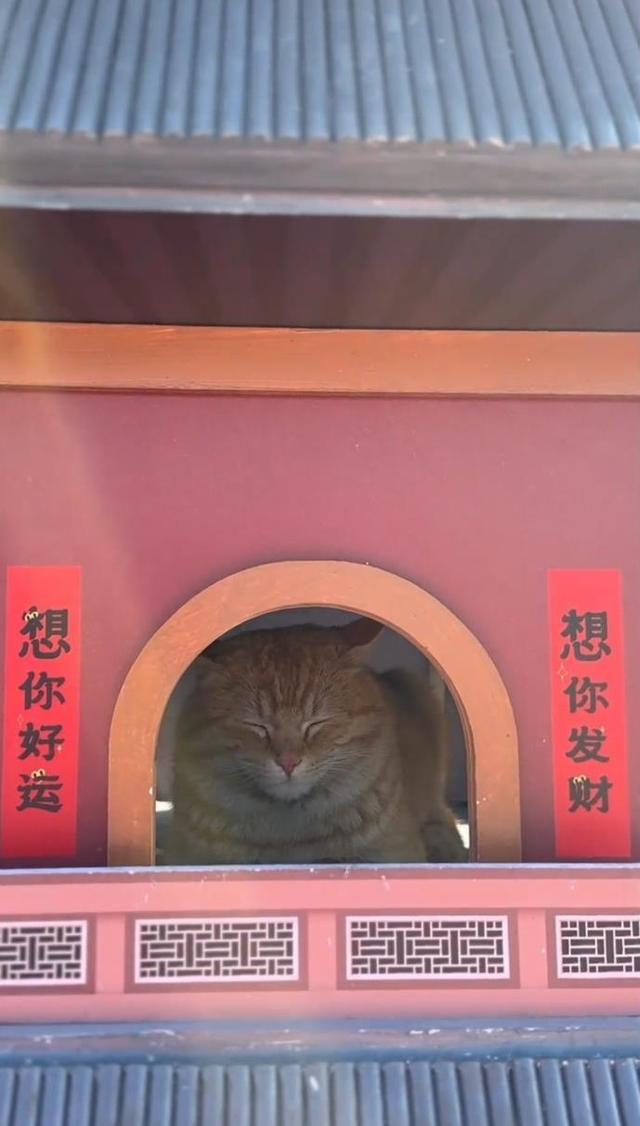 山西应县木塔景区为守塔猫建“猫塔”，“应县猫塔”成新晋网红打卡点