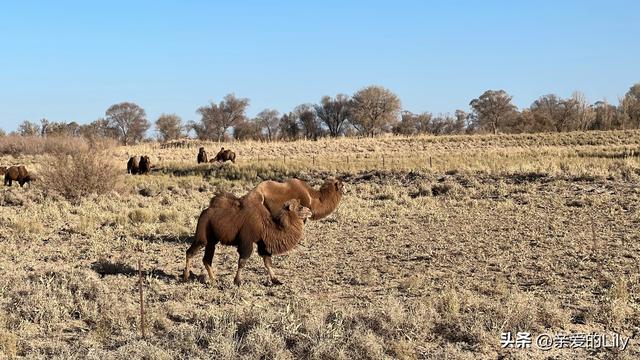 从深圳辞职回到广西，2025年一个人自驾去新疆，我越来越好了！