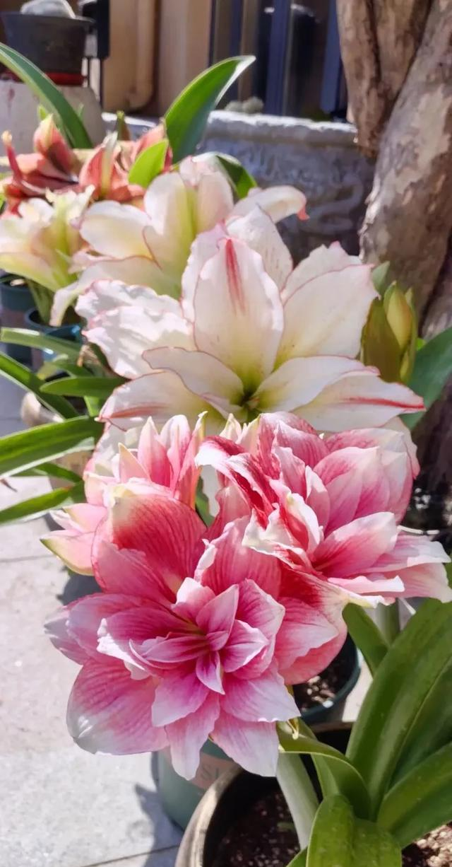 阳台院子必种！这10种花堪称传家宝＂，栽1回年年爆花