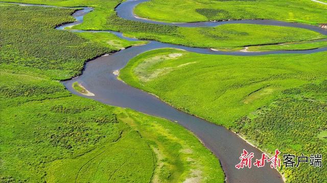 18℃的清凉秘境——碌曲县郭莽湿地夏日生态掠影