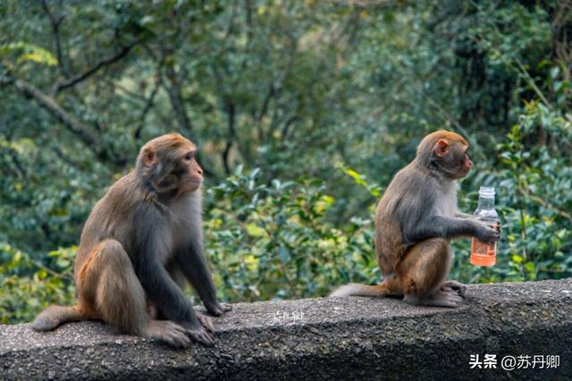 为了一只猴子！我从武汉跑去了贵阳！黔灵山的魅力不止是有猴子