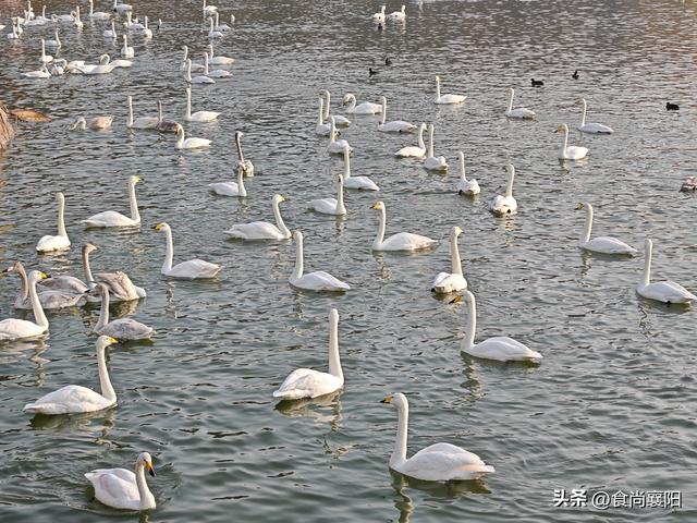 水与墨的交界：天鹅之城，三门峡六记