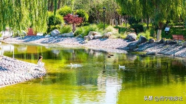 北山美丽园72亩孔雀草花朵绽放