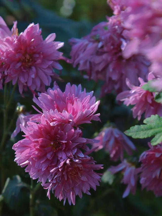 冬日限定！金堂这片花海，太美了！