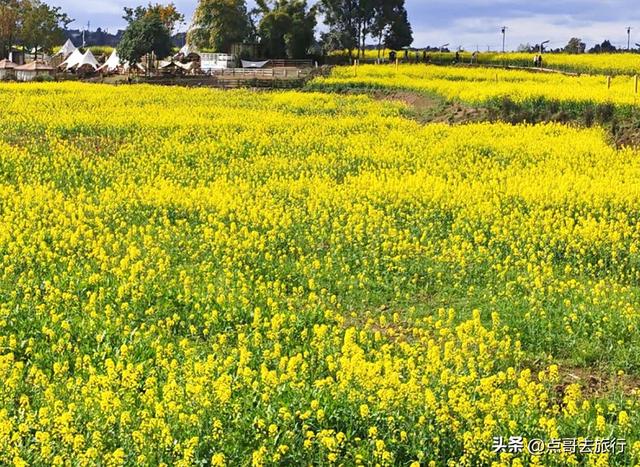 成都最美的古风油菜花田，坐在花田中免费看大飞机，公交车直达！