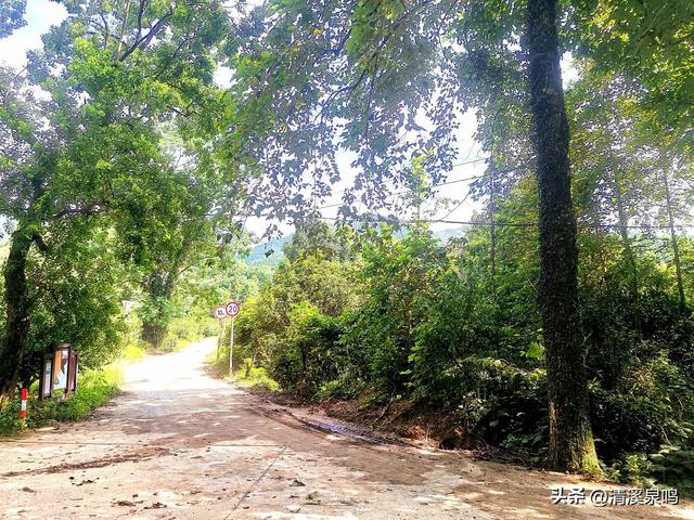 最美乡道的诗意叠影——九峰镇横坑村最美乡村公路之旅