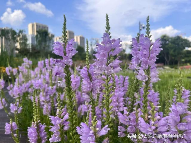 太原盛夏：公园里的花事盛宴