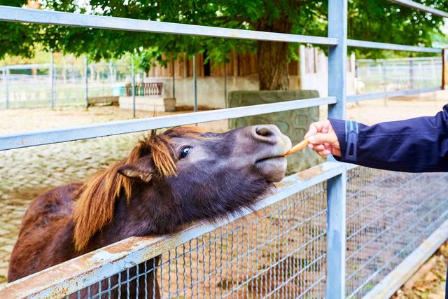 宿州野生动物园，从丛林之王到水上舞者，假日亲子研学游的好去处