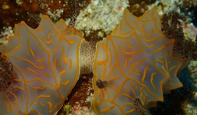 日本十大潜水圣地:潜点特色与难易度总整理