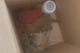 在农村，狗子的命不是命图片