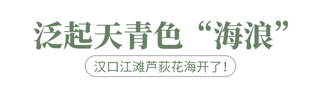 太出片了！这里的枫叶红了，乌桕美了！网友：原来武汉的秋天这么多情！