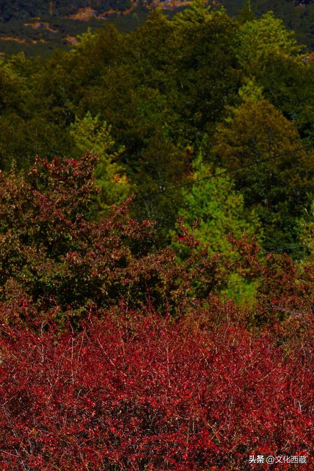 童话书里走出来的秋景！这座低调的西藏宝藏小城，早就该火了！