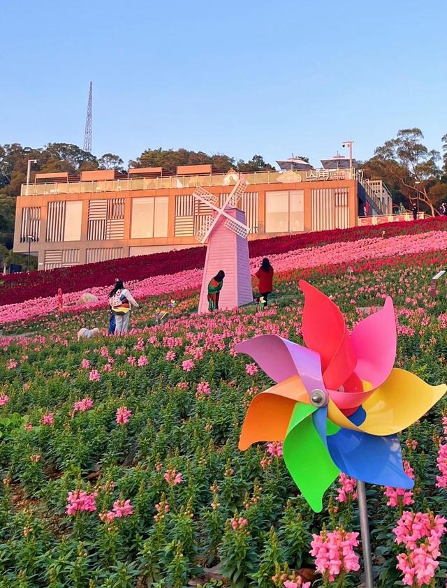 厦门山海健康步道梅海花台，本岛一处山谷花海秘境，市民的后花园