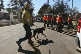 洛杉矶山火持续肆虐 热心人抓紧营救动物图片