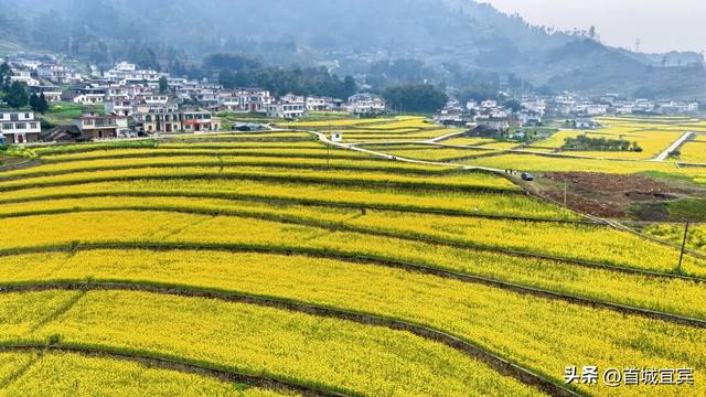 美如画！宜宾一地900亩油菜花开了