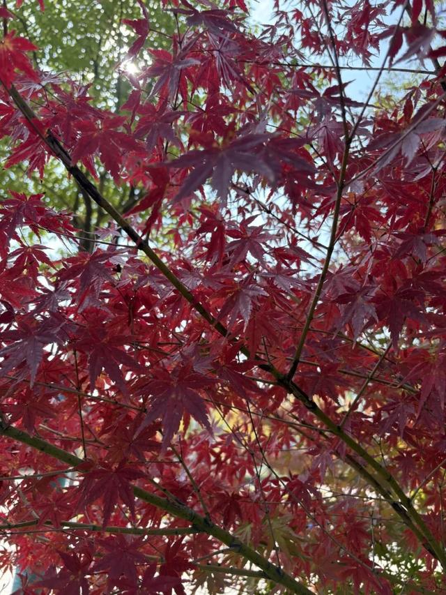 拜托，这真的很好看啊…