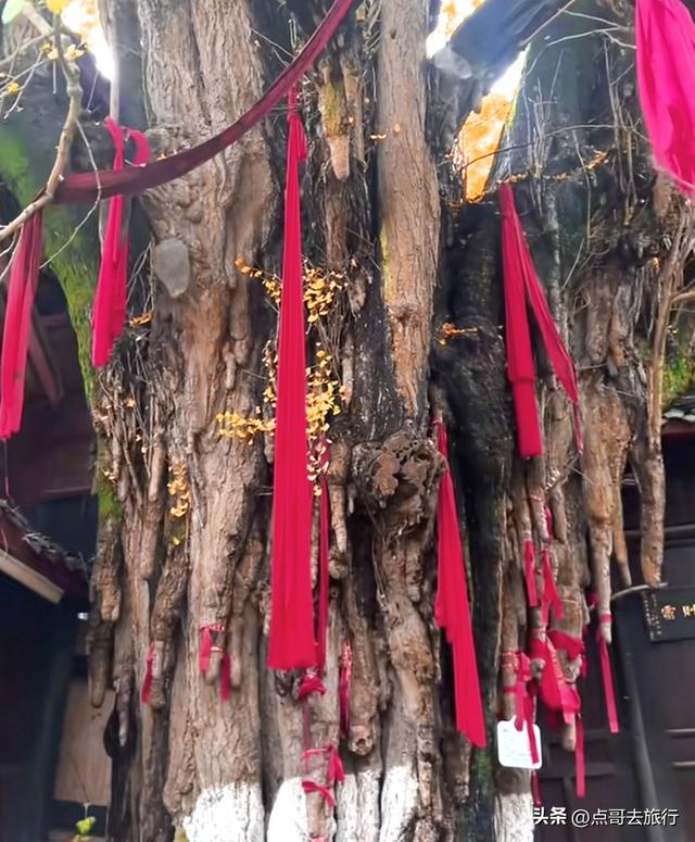 成都这5大千年银杏，超级惊艳，其中一株相传是杨贵妃种植！
