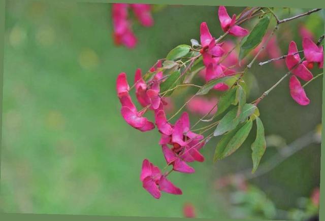 这些唐徕公园里的“新人”你认识吗