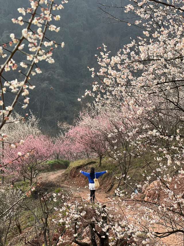 成都青梅花已开，10条爆火赏梅徒步线亲子友好，速速收藏！