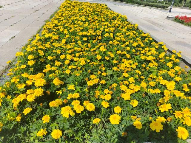 花正浓 景正盛！牙克石市绚丽花海盛装迎客